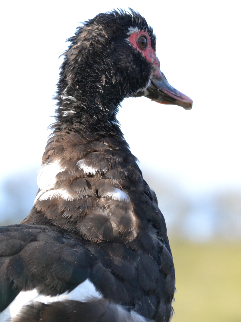 Animals at the sanctuary
