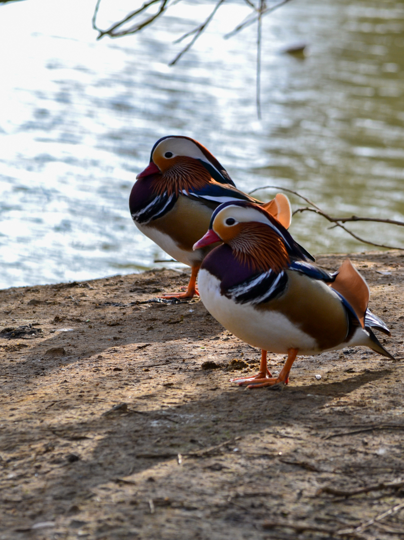 Guests at the sanctuary