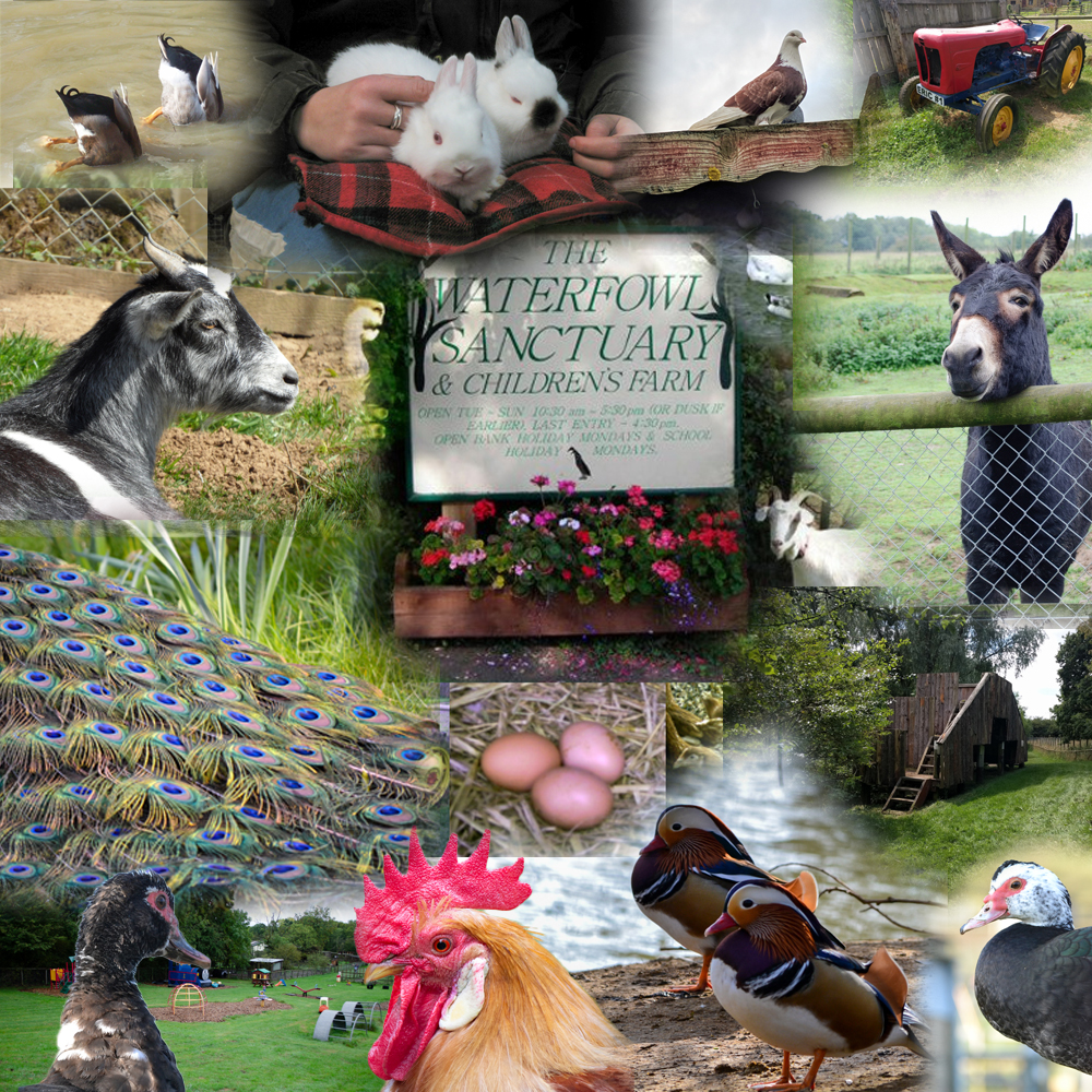 Waterfowl Sanctuary & Children's Farm